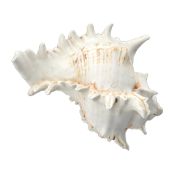 shell_2.png